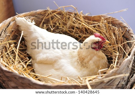 The hen is in no place like home