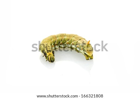 Silkworm moth larvae on a white background