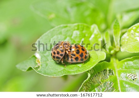 Two mating of lady beetles, a common insects, close-up images