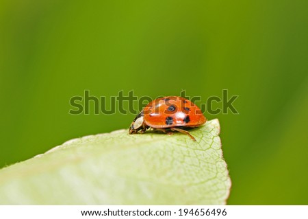 Lady beetles, a common insects, close-up pictures, in the north of China