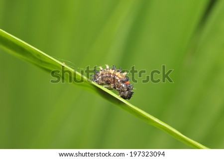 Plant with lady beetle larvae