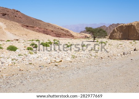 Green desert tree inside dry riverbed canyon gorge between colorful rock cliffs, Negev, Israel. Jordan mountains visible.
