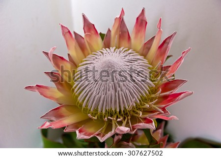 The Giant or King Protea, Protea cynaroides of the Proteaceae family