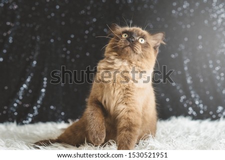 Shutterstock Puzzlepix