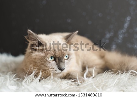 Shutterstock Puzzlepix