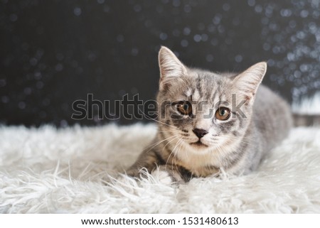 Shutterstock Puzzlepix