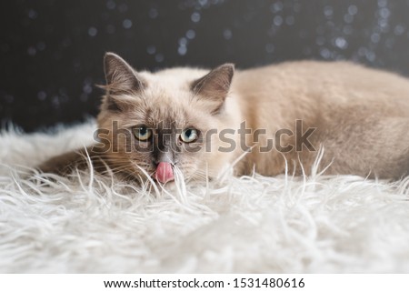 Shutterstock Puzzlepix