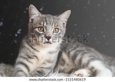 Shutterstock Puzzlepix