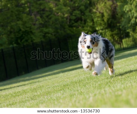 Blue Merle Tri-color Australian Shepherd  sprinting with ball on green lawn