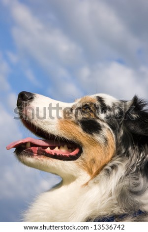 Australian Shepherd Close Up head shot with blue sky and clouds background