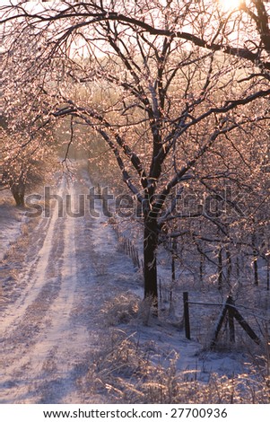 Sunrise over a snowy tree arched road just after an ice storm. Each branch has thousands of little icicles with pink light sparkling through.