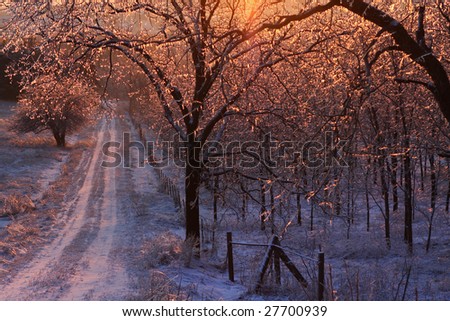 Sunrise over a snowy tree arched road just after an ice storm. Each branch has thousands of little icicles with pink light sparkling through.