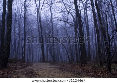 Forest path in deep blue fog in early spring