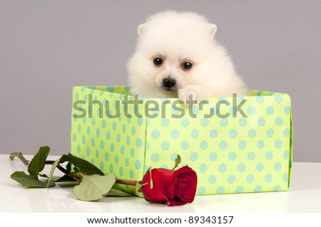 Cute Pomeranian puppy  puppy in a  gift box with red rose.