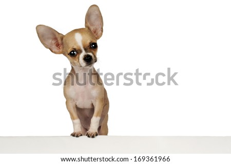 Funny puppy Chihuahua isolated on a white background with space for text.