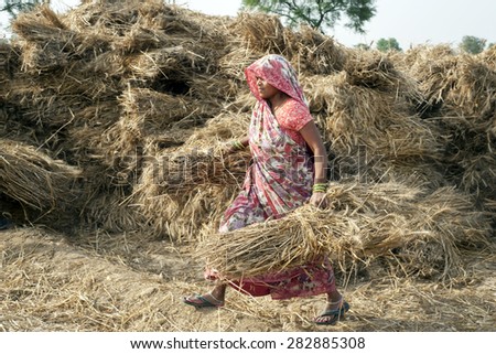 ORCHA,INDIA -  APRIL  23, 2015: Unidentified Indian woman working on the field on April  23, 2015 in Orchha, Madhya Pradesh, India. India ranks second worldwide in farm output.