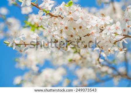 big branch of blossoming cherry tree on sky instagram stile