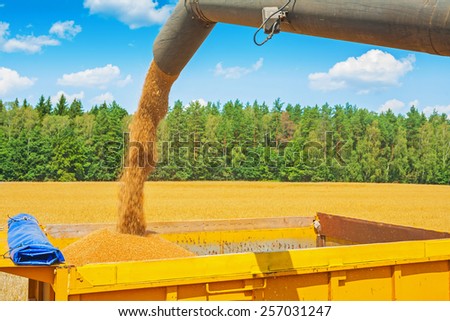 process of loading wheat grains from pipe of combine harvester on field in forest