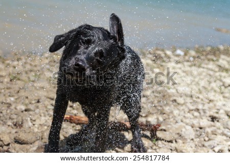 Cute black labrador retriever shaking off water