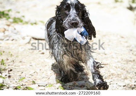 Cute English Cocker Spaniel steals a sock and running. Wet dog