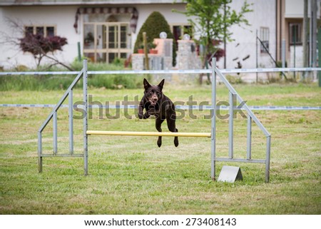 Cute dog jumps during an agility dog competition