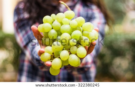 Grapes harvest. Female farmers hands with freshly harvested grapes.