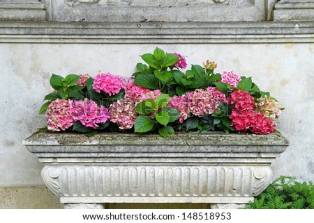 Hydrangeas in a flower box made of stone