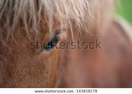 Eye of a horse close up against a brawn background.