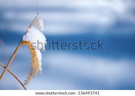 plume of grass covered with snow