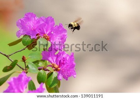 bumble bee flying towards bright pink azalea flowers to feed