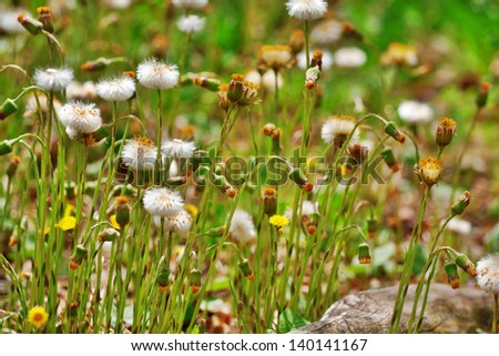 many dandelions in different stages of forming seed