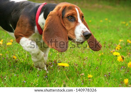 one young basset hound female dog with red collar playing in a field of yellow dandelion flowers