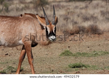 young roan antelope eating lucerne put out on wild game farm in south africa
