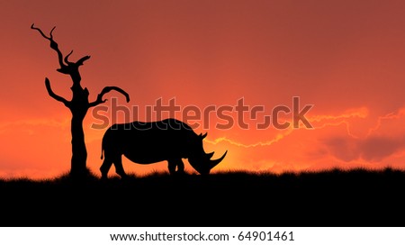 silhouette of african white rhinoceros against orange dusk dawn sky, tree