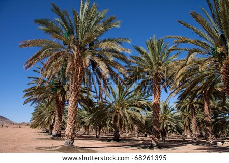 the largest date palm agricultural farm in the southern hemisphere in the northern cape south africa