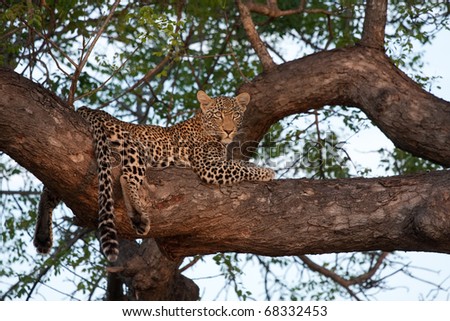 young female leopard resting on branch of big tree looking with wide open eyes