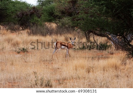 springbok gazelle, endemic to South Africa, and this country\'s national antelope
