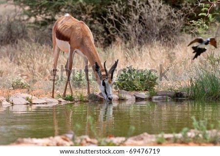 springbok gazelle drinking water, endemic to South Africa, and this country's national antelope