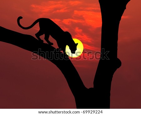 african leopard in tree silhouette with round yellow setting sun and red sky