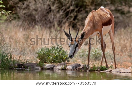 springbok gazelle, endemic to South Africa, and this country\'s national antelope