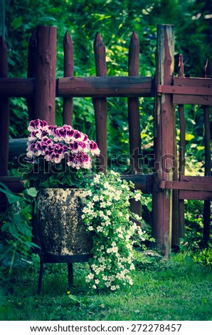 flower decoration in the garden in the old pot with a wooden fence in the background