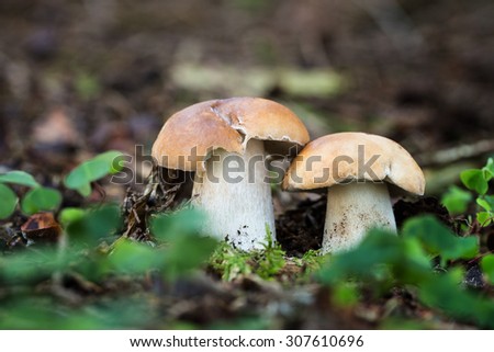 Edible mushrooms with excellent taste, Boletus edulis