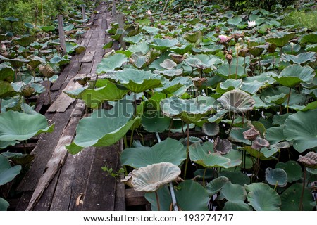 Old wooden foot bridge over the pond of lotus