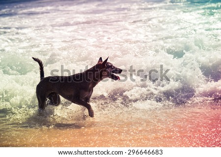 Local dog playing wave on the beach, Vintage filter