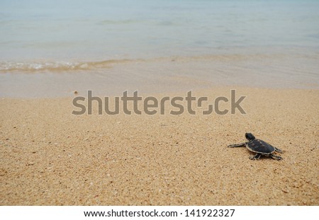 Little turtle go oceans