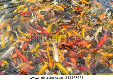 Lots of Koi Carps Fish Japanese swimming ?Cyprinus carpio beautiful color variations natural organic