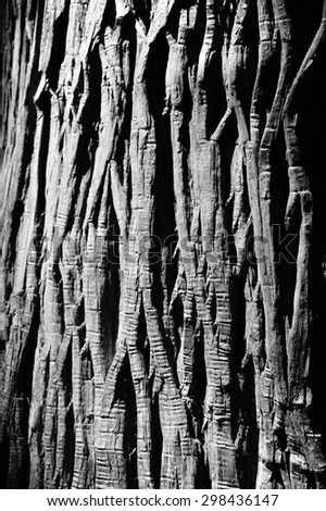 Old Wood Tree Texture Background with black and white