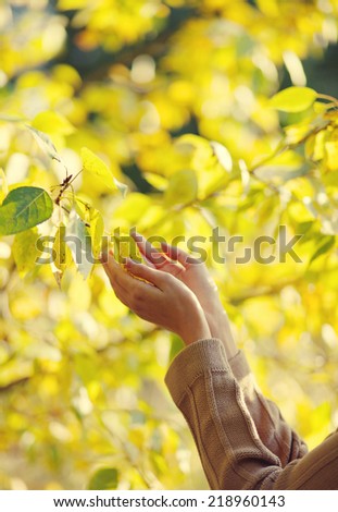 Autumn, nature, ecology and people - concept. Sensual female hands touch yellow foliage tree