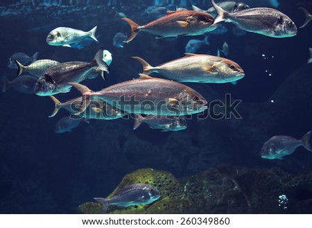 Amazing underwater world, shoal of tropical shiny silver fishes