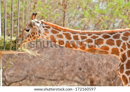 Giraffe in a conservation resort